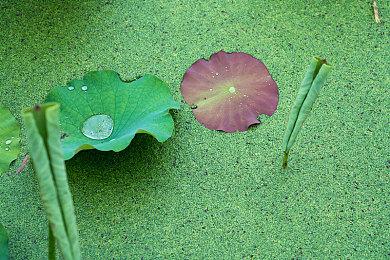 《逆转裁判456 王泥喜精选集》发售宣传片 游戏售价248元